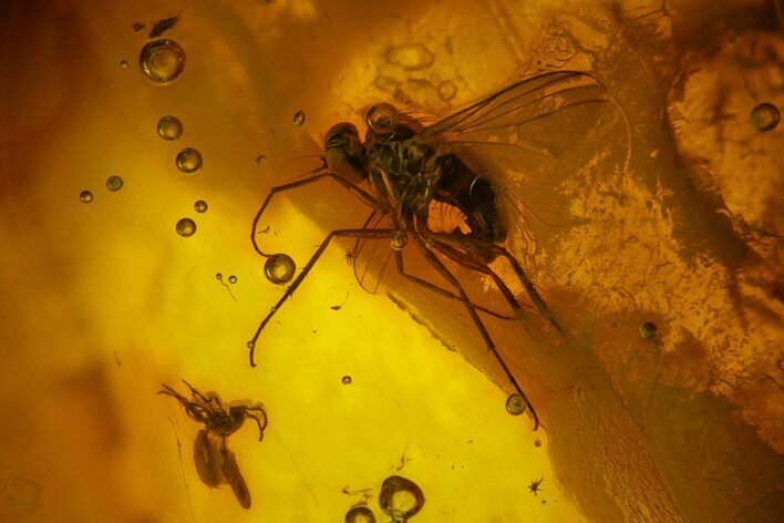 Fossil Fly (Diptera) And Tiny Wasp (Hymenoptera) In Baltic Amber #163518